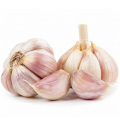 Wholesale New Red Garlic Seeds Price